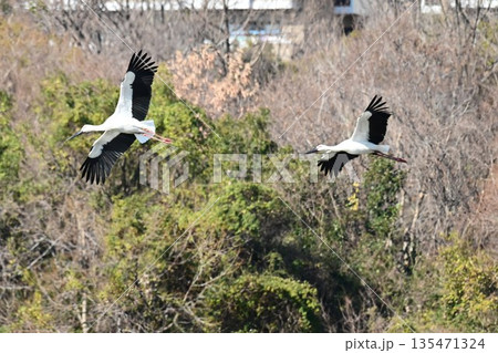 伊丹市昆陽池公園へ飛来「幸せを運ぶ鳥」コウノトリ 135471324