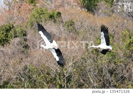 伊丹市昆陽池公園へ飛来「幸せを運ぶ鳥」コウノトリ 伊丹市昆陽池公園へ飛来「幸せを運ぶ鳥」コウノトリ 135471326