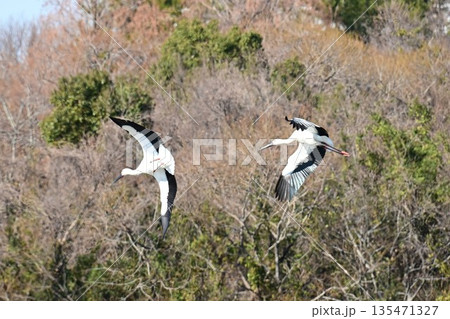 伊丹市昆陽池公園へ飛来「幸せを運ぶ鳥」コウノトリ 135471327