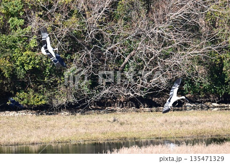 伊丹市昆陽池公園へ飛来「幸せを運ぶ鳥」コウノトリ 伊丹市昆陽池公園へ飛来「幸せを運ぶ鳥」コウノトリ 135471329