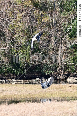 伊丹市昆陽池公園へ飛来「幸せを運ぶ鳥」コウノトリ 135471330