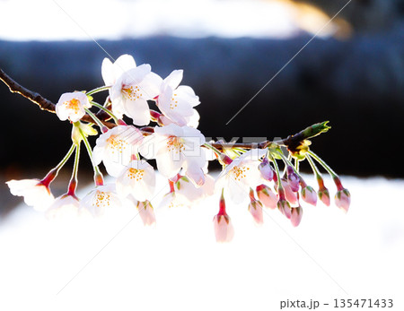 春の暖かな光を浴びて凛と咲くピンクの桜の花 135471433