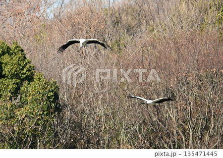 人と自然の共生「幸せを運ぶ鳥」コウノトリ　伊丹市昆陽池公園へ飛来 135471445