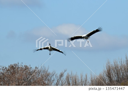 人と自然の共生「幸せを運ぶ鳥」コウノトリ 伊丹市昆陽池公園へ飛来 人と自然の共生「幸せを運ぶ鳥」コウノトリ 伊丹市昆陽池公園へ飛来 135471447