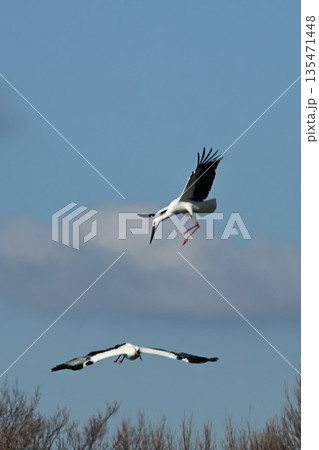 人と自然の共生「幸せを運ぶ鳥」コウノトリ　伊丹市昆陽池公園へ飛来 135471448