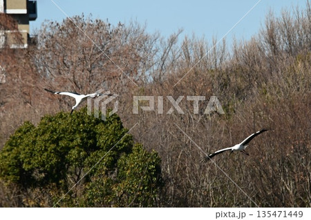 人と自然の共生「幸せを運ぶ鳥」コウノトリ　伊丹市昆陽池公園へ飛来 135471449