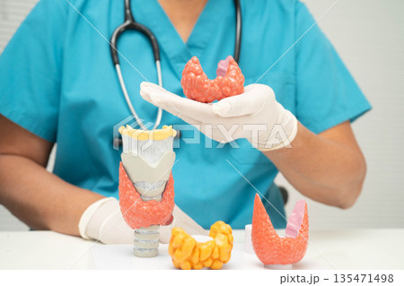 Hyperthyroidism, Overactive Thyroid, Thyroid Lymphoma, Asian doctor with thyroid gland human anatomy model in hospital. Hyperthyroidism, Overactive Thyroid, Thyroid Lymphoma, Asian doctor with thyroid gland human anatomy model in hospital. 135471498