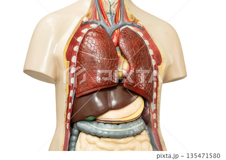 Human lung anatomy organ model isolated on white background. Human lung anatomy organ model isolated on white background. 135471580