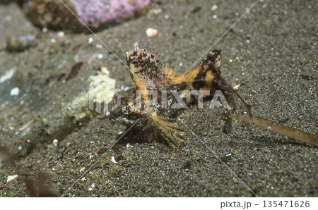 アツモリウオ 1 135471626