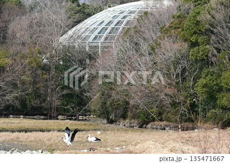 人と自然の共生「幸せを運ぶ鳥」コウノトリ 伊丹昆虫館へ飛来 人と自然の共生「幸せを運ぶ鳥」コウノトリ 伊丹昆虫館へ飛来 135471667