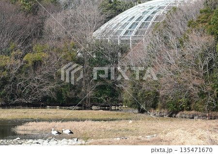 人と自然の共生「幸せを運ぶ鳥」コウノトリ　伊丹昆虫館へ飛来 135471670
