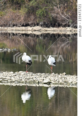 伊丹市昆陽池公園へ飛来「幸せを運ぶ鳥」コウノトリ 伊丹市昆陽池公園へ飛来「幸せを運ぶ鳥」コウノトリ 135471721
