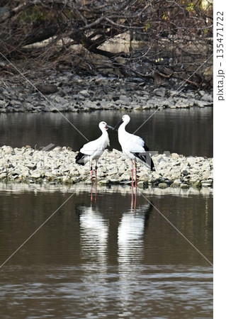 伊丹市昆陽池公園へ飛来「幸せを運ぶ鳥」コウノトリ 伊丹市昆陽池公園へ飛来「幸せを運ぶ鳥」コウノトリ 135471722