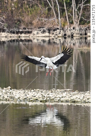 伊丹市昆陽池公園へ飛来「幸せを運ぶ鳥」コウノトリ 伊丹市昆陽池公園へ飛来「幸せを運ぶ鳥」コウノトリ 135471755