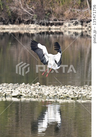 伊丹市昆陽池公園へ飛来「幸せを運ぶ鳥」コウノトリ 伊丹市昆陽池公園へ飛来「幸せを運ぶ鳥」コウノトリ 135471756