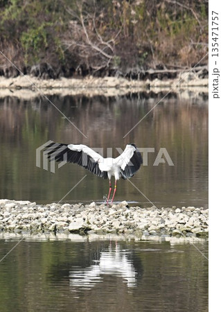 伊丹市昆陽池公園へ飛来「幸せを運ぶ鳥」コウノトリ 135471757