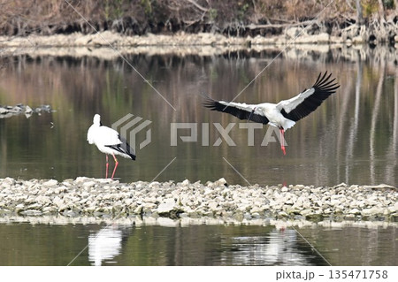 伊丹市昆陽池公園へ飛来「幸せを運ぶ鳥」コウノトリ 伊丹市昆陽池公園へ飛来「幸せを運ぶ鳥」コウノトリ 135471758