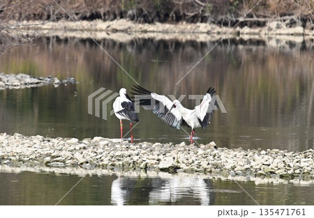 伊丹市昆陽池公園へ飛来「幸せを運ぶ鳥」コウノトリ 伊丹市昆陽池公園へ飛来「幸せを運ぶ鳥」コウノトリ 135471761
