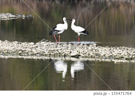 伊丹市昆陽池公園へ飛来「幸せを運ぶ鳥」コウノトリ 伊丹市昆陽池公園へ飛来「幸せを運ぶ鳥」コウノトリ 135471764