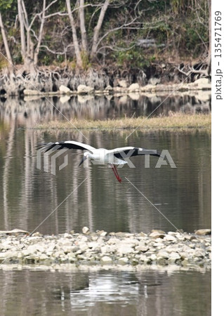 伊丹市昆陽池公園へ飛来「幸せを運ぶ鳥」コウノトリ 伊丹市昆陽池公園へ飛来「幸せを運ぶ鳥」コウノトリ 135471769