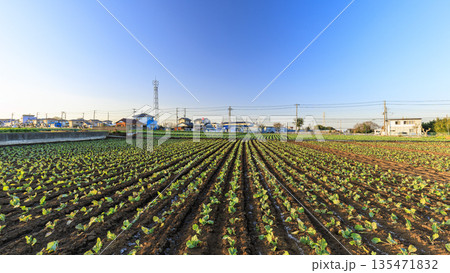 三浦半島名物キャベツ・大根畑 135471832