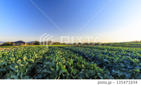 三浦半島名物キャベツ・大根畑 三浦半島名物キャベツ・大根畑 135471834