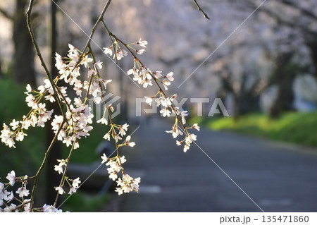 山口 山口県 徳佐八幡宮 桜 山口 山口県 徳佐八幡宮 桜 135471860