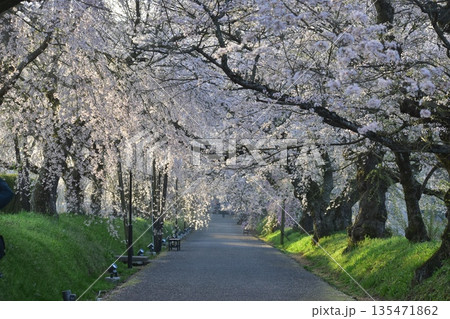 山口　山口県　徳佐八幡宮　桜 135471862