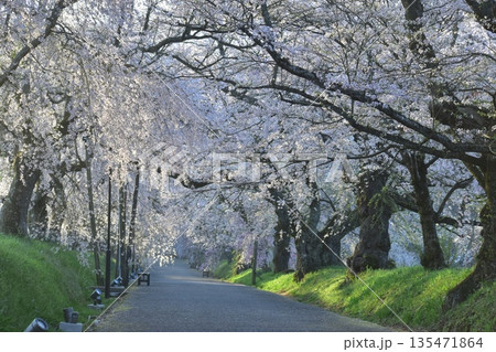 山口 山口県 徳佐八幡宮 桜 山口 山口県 徳佐八幡宮 桜 135471864