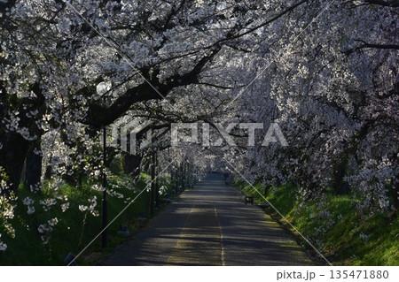 山口 山口県 徳佐八幡宮 桜 山口 山口県 徳佐八幡宮 桜 135471880