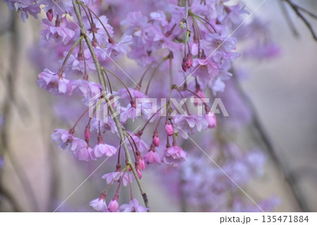 山口　山口県　徳佐八幡宮　桜 135471884