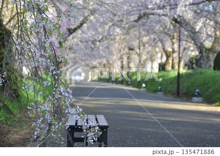山口 山口県 徳佐八幡宮 桜 山口 山口県 徳佐八幡宮 桜 135471886