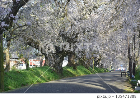 山口 山口県 徳佐八幡宮 桜 山口 山口県 徳佐八幡宮 桜 135471889
