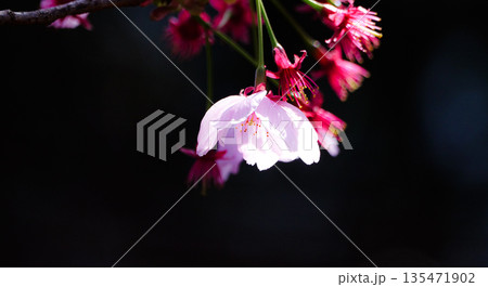 黒背景にピンク色の一輪の桜の花びら 黒背景にピンク色の一輪の桜の花びら 135471902