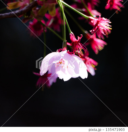 黒背景にピンク色の一輪の桜の花びら 黒背景にピンク色の一輪の桜の花びら 135471903