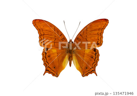 Beautiful exotic vindula dejone erotella butterfly isolated on white background Beautiful exotic vindula dejone erotella butterfly isolated on white background 135471946