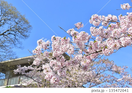 山口 山口県 笠山山頂園地 桜 春 山口 山口県 笠山山頂園地 桜 春 135472041