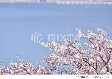 山口 山口県 笠山山頂園地 桜 春 山口 山口県 笠山山頂園地 桜 春 135472065