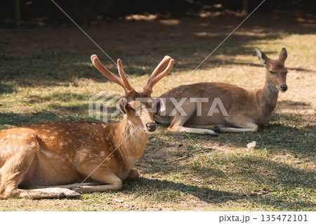 Two Deer Relaxing on Grass Under Shade in Natural Habitat, One with Antlers and One with Gentle Expression, Peaceful Wildlife Scene Two Deer Relaxing on Grass Under Shade in Natural Habitat, One with Antlers and One with Gentle Expression, Peaceful Wildlife Scene 135472101
