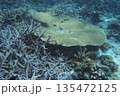 テーブル珊瑚と枝珊瑚　水中写真 135472125