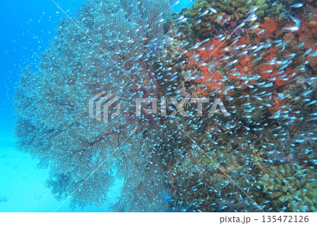 イソバナに舞うスカシテンジクダイ群れ 水中写真 イソバナに舞うスカシテンジクダイ群れ 水中写真 135472126