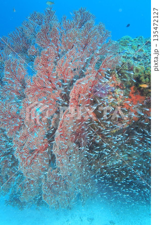 イソバナに舞うスカシテンジクダイ群れ 水中写真 イソバナに舞うスカシテンジクダイ群れ 水中写真 135472127
