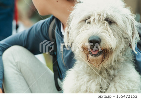 Sheepdog with white fur with his owner 135472152