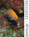黄色い綺麗なハナゴンベ　水中写真 135472156