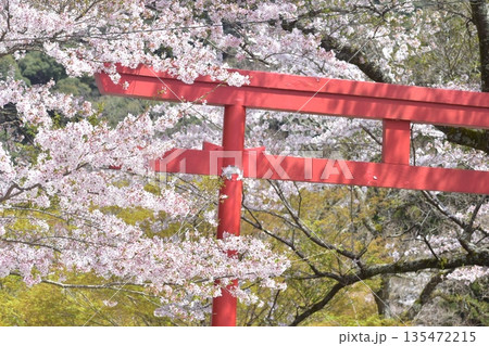 山口 大寧寺 春 桜 サクラ 山口 大寧寺 春 桜 サクラ 135472215