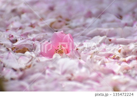 山口 大寧寺 春 桜 サクラ 山口 大寧寺 春 桜 サクラ 135472224