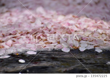 山口 大寧寺 春 桜 サクラ 山口 大寧寺 春 桜 サクラ 135472225