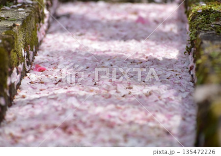 山口 大寧寺 春 桜 サクラ 山口 大寧寺 春 桜 サクラ 135472226