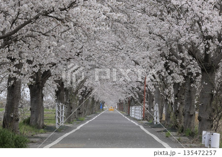 満開の桜並木のトンネルが続く、春の茨城県つくば市のつくば霞ヶ浦りんりんロード 135472257