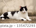 5月、リラックスする野良猫 135472293